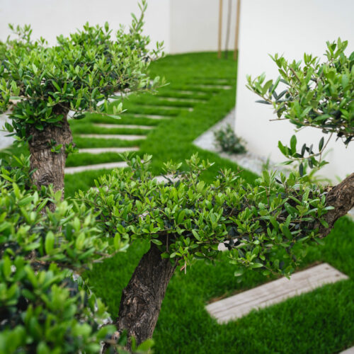 paysage-catalan-paysagiste-espace-vert-architecte-amenagement-exterieur-perpignan-66-sainte-marie-la-mer-pyrénées-orientales