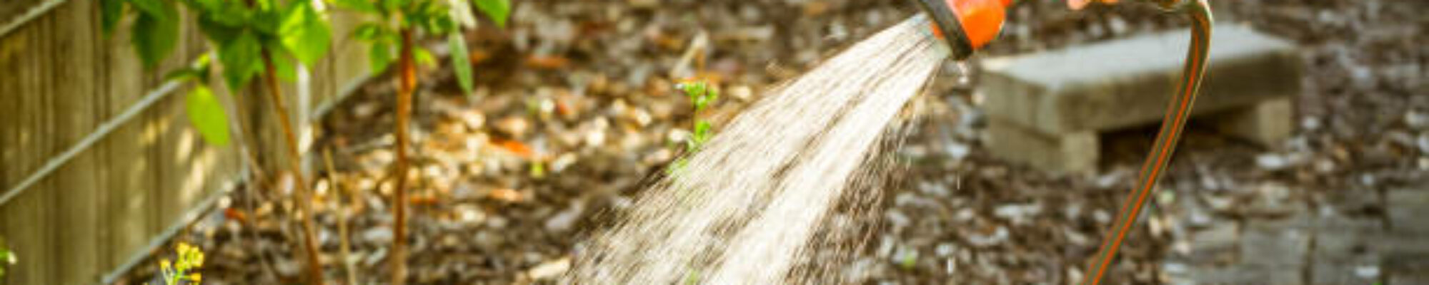Watering salad in raised bed in garden. Gardening in spring time.